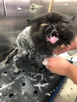 Cat getting a bath