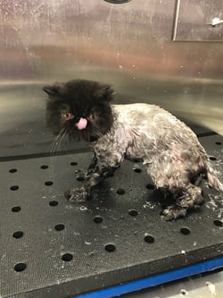Cat getting a bath