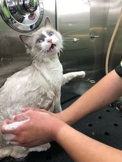 Happy cat getting a bath