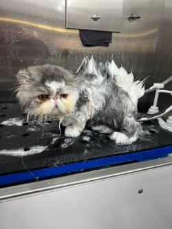 Montana getting a bath