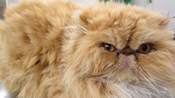 Persian cat Callan before bath and groom