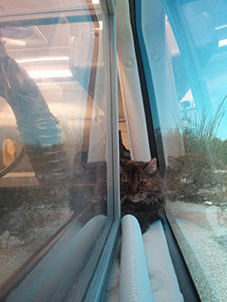 Curious cat inside our mobile grooming van