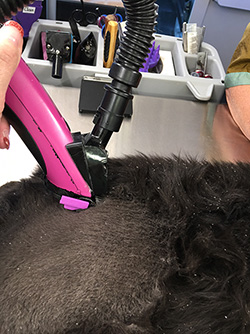 Grooming cat with vacuum attachment