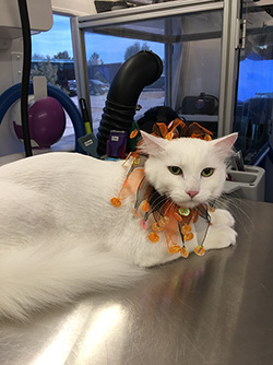 Groomed kitty with Halloween attire