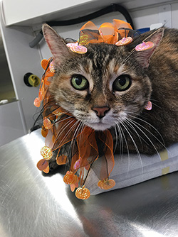 Another groomed kitty with Halloween attire