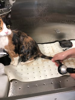 Yes, kitties can get dirty, and they love their baths!