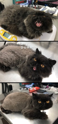 Before, during, and after photos of a kitty being groomed.
