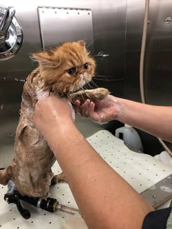 Sir GinGin in the bath.